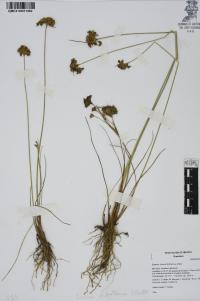 Juncus dichotomus image